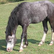 Welsh Pony af Cob-type (sec C) Amadeus