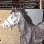 Welsh Pony af Cob-type (sec C) Amadeus