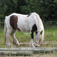 Irish Cob VM Treasa/Trio - Død :-(