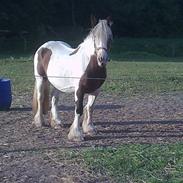 Irish Cob VM Treasa/Trio - Død :-(