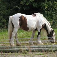 Irish Cob VM Treasa/Trio - Død :-(