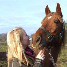 New Forest VesterhedegaardsKir Solgt