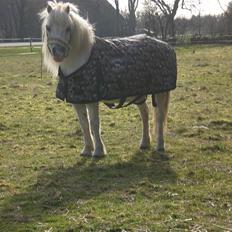 Shetlænder Polle [ Død :( ]