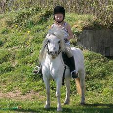 Shetlænder Polle [ Død :( ]