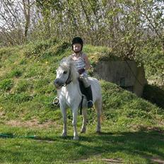 Shetlænder Polle [ Død :( ]