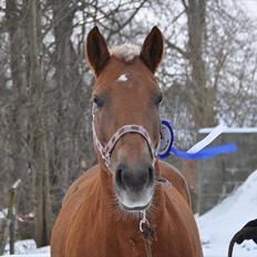 Haflinger Bosse *EUR*
