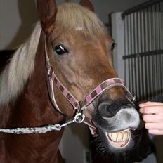 Haflinger Bosse *EUR*