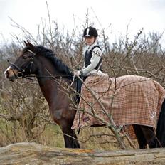 Welsh Cob (sec D) keilkær Agni