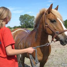 Haflinger Drike