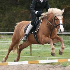 Haflinger Drike