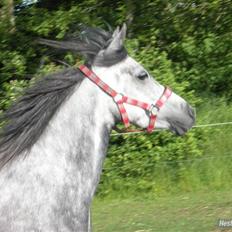 Sportsaraber (A) nefertitte | 