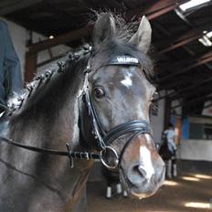 New Forest Nyskovens Valentin