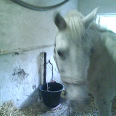 Anden særlig race Feline