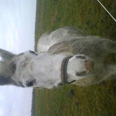 Anden særlig race Feline