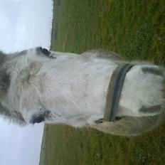 Anden særlig race Feline