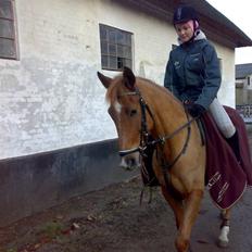 New Forest Isabell  (har redet)