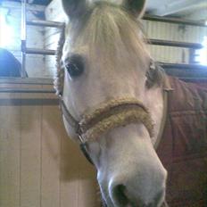 Fjordhest |Araber Pepsi *SOULMATE*