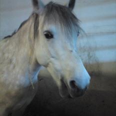 Fjordhest |Araber Pepsi *SOULMATE*