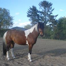 Pinto Chagall *solgt*