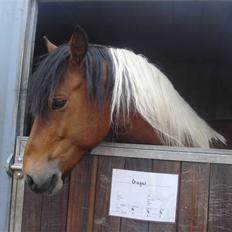Pinto Chagall *solgt*