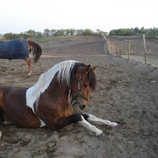 Pinto Chagall *solgt*