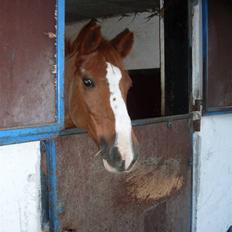 DSP Fruetoftens Lucky. xpart