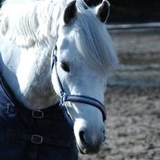 Tysk Sportspony Baloo **SOLGT**