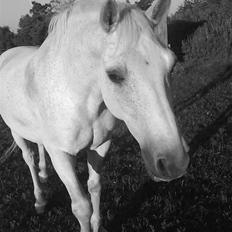 Anden særlig race Frederik