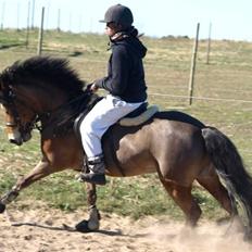 Anden særlig race Robin - * solgt * ! <3 d: