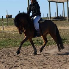 Anden særlig race Robin - * solgt * ! <3 d: