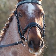 Welsh Pony (sec B) Bjerregårds Eros <3  