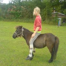 Shetlænder Trille