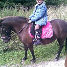 Anden særlig race solgt  molly