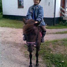 Anden særlig race solgt  molly