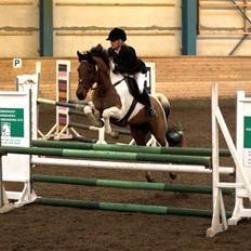 Anden særlig race Elmelunds Dalton- Søsters