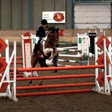 Anden særlig race Elmelunds Dalton- Søsters