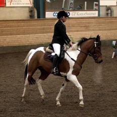 Anden særlig race Elmelunds Dalton- Søsters