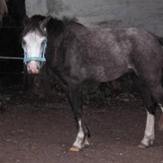 Welsh Pony af Cob-type (sec C) Amadeus