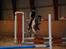 Sportsaraber (A) Cody