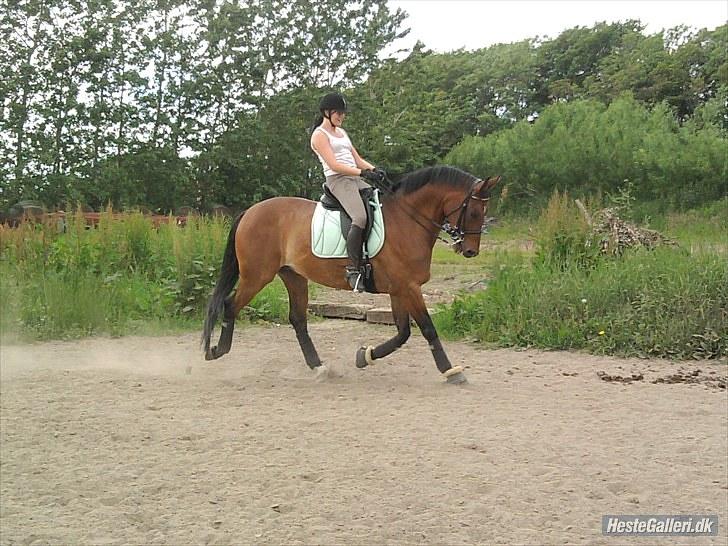 Dansk Varmblod Højvangs Kalibra - Foto: Jeanette. Juni 2010 billede 11