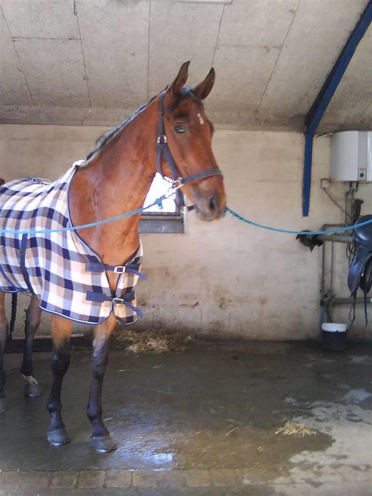 Dansk Varmblod Højvangs Kalibra - Sted: Rytters Ridesport Foto: Mig billede 13