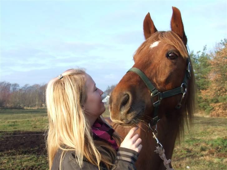 New Forest VesterhedegaardsKir Solgt - kir og jeg på marken for føreste gang hvor han er ude. billede 1