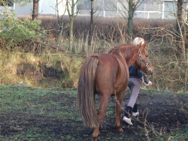 New Forest VesterhedegaardsKir Solgt - her er jeg ved at vise kir hegnet. billede 2