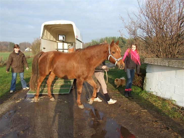 New Forest VesterhedegaardsKir Solgt - her er vi lige ankommet til det nye hjem(: billede 5