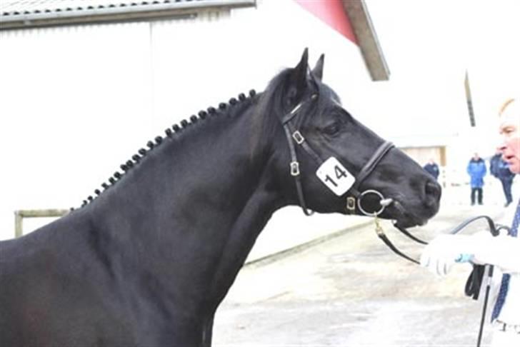 New Forest Hamlet's Merick (solgt) - Merick som ung:p billede 1