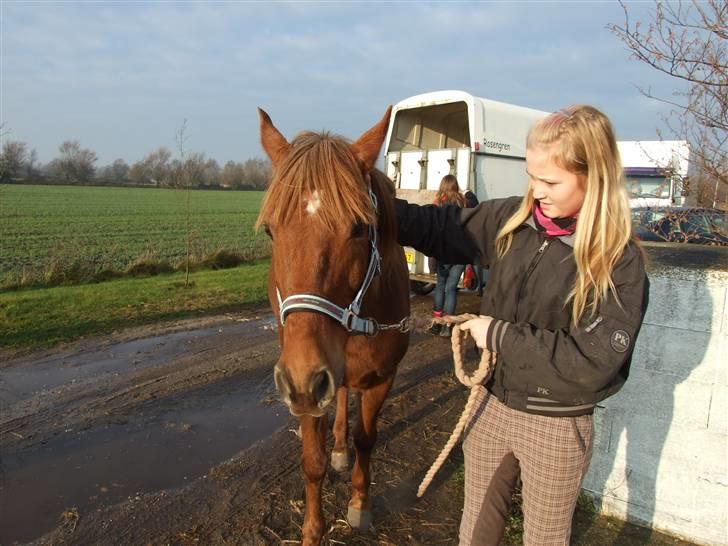 New Forest VesterhedegaardsKir Solgt - på vej ind i den nye stald. billede 8