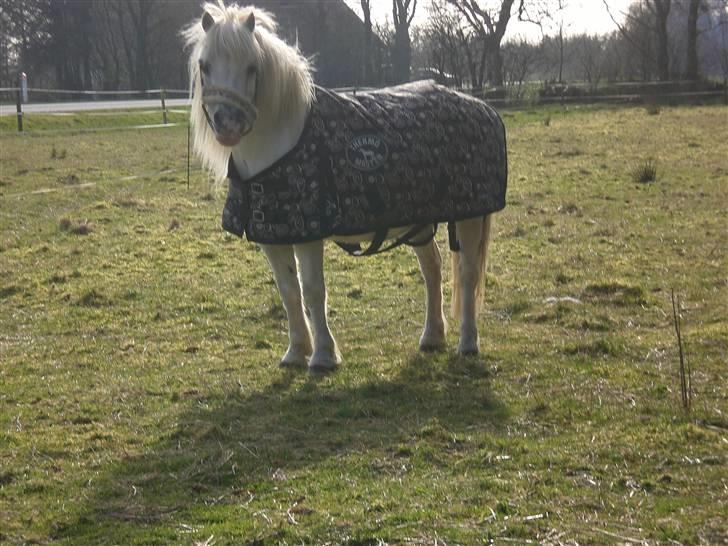 Shetlænder Polle [ Død :( ] - er han ik sød <3 billede 1