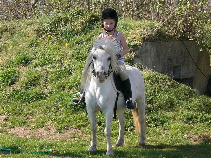 Shetlænder Polle [ Død :( ] - vi rider<3 hihi:) billede 2