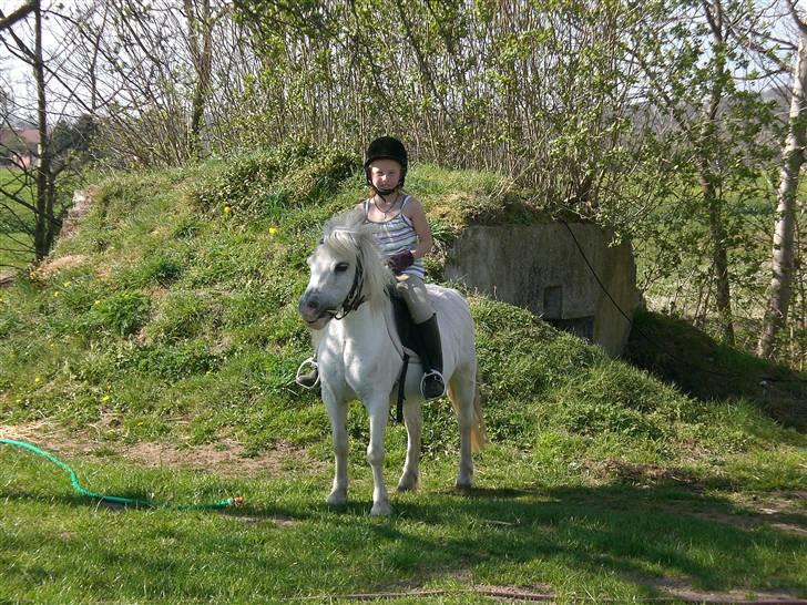 Shetlænder Polle [ Død :( ] - er vi ik sød :) billede 3