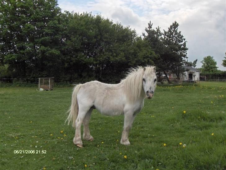Shetlænder Polle [ Død :( ] - jeg kigger:) billede 4